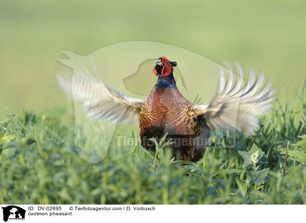 Fasan / common pheasant / DV-02695