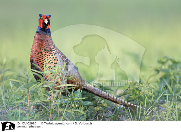 Fasan / common pheasant / DV-02696