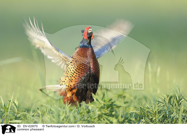 common pheasant / DV-02870