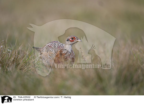 common pheasant / THA-05502