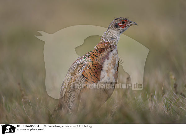 Fasan / common pheasant / THA-05504