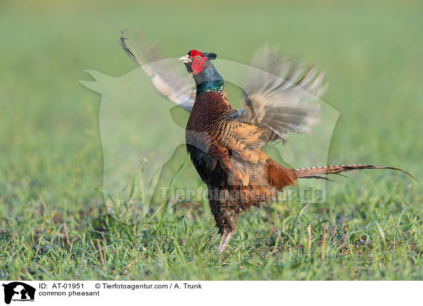 common pheasant / AT-01951