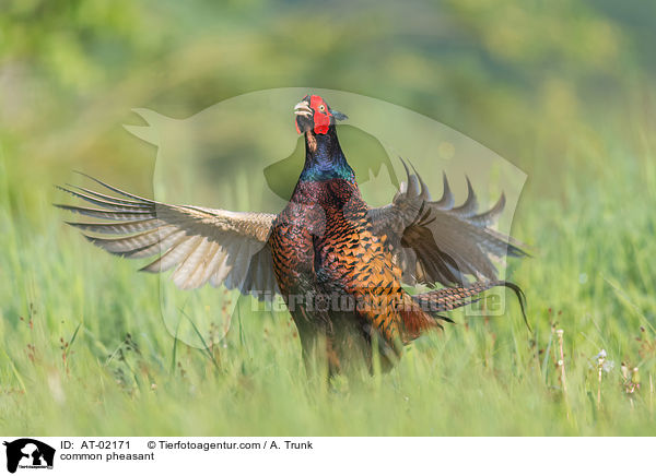 Fasan / common pheasant / AT-02171