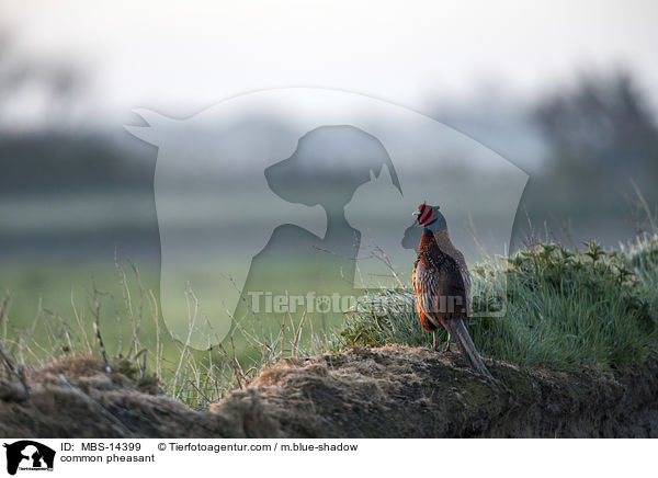 Fasan / common pheasant / MBS-14399