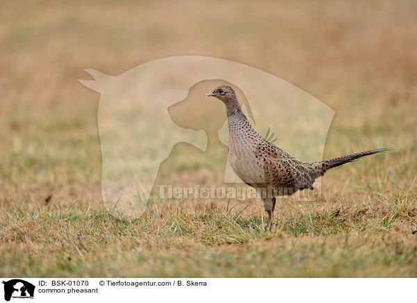 common pheasant / BSK-01070