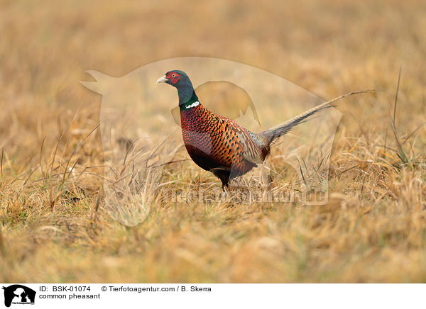 Fasan / common pheasant / BSK-01074