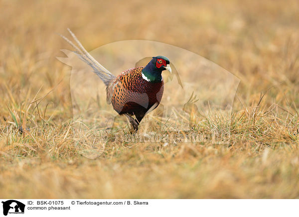 common pheasant / BSK-01075