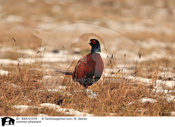 Fasan / common pheasant / BSK-01076
