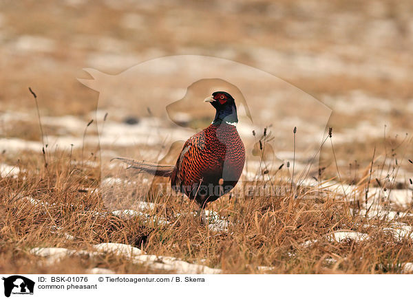 common pheasant / BSK-01076