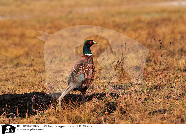 Fasan / common pheasant / BSK-01077