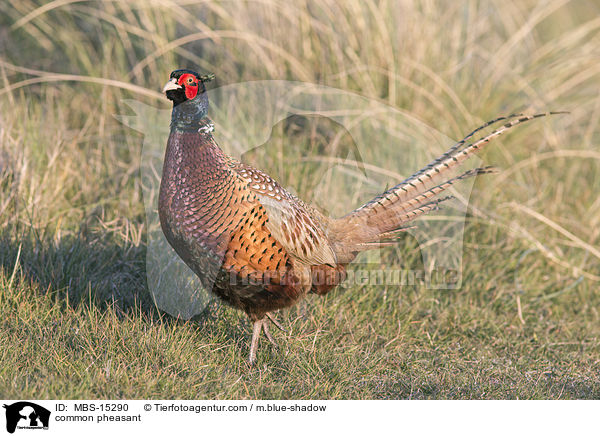 Fasan / common pheasant / MBS-15290