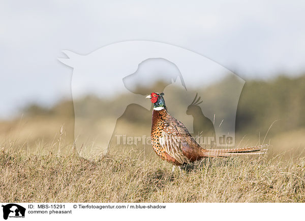Fasan / common pheasant / MBS-15291
