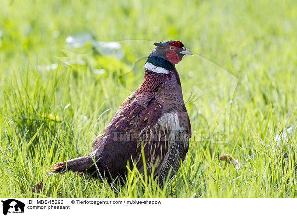 common pheasant / MBS-15292