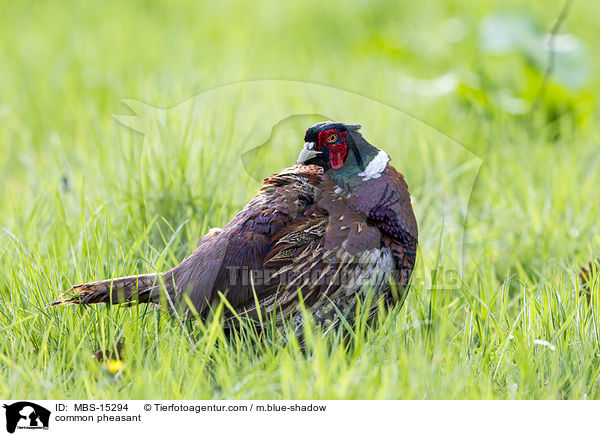 common pheasant / MBS-15294
