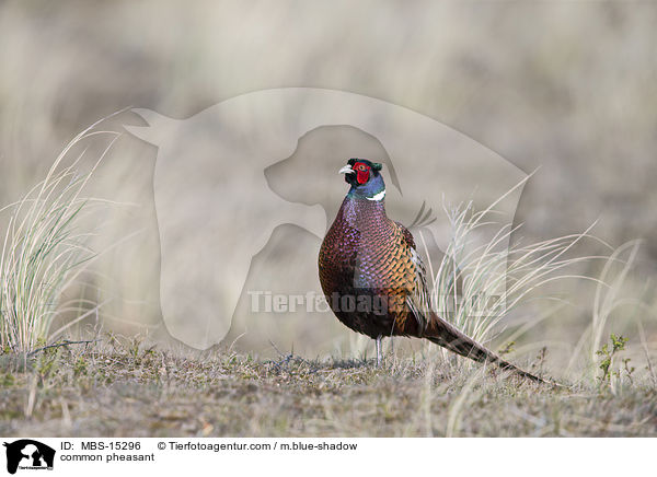 Fasan / common pheasant / MBS-15296