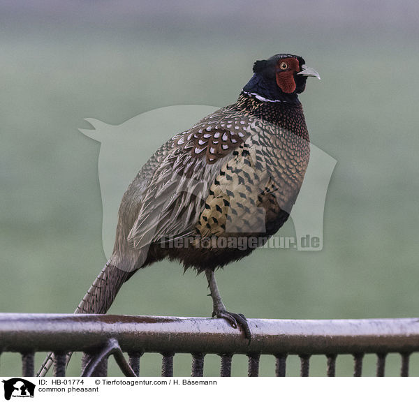 Fasan / common pheasant / HB-01774