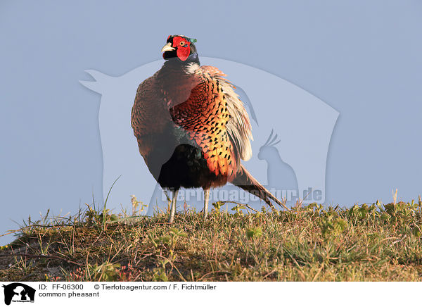 common pheasant / FF-06300