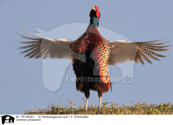 Fasan / common pheasant / FF-06301