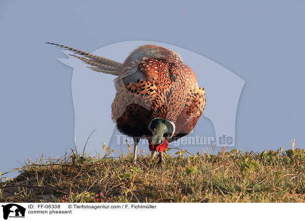 common pheasant / FF-06308