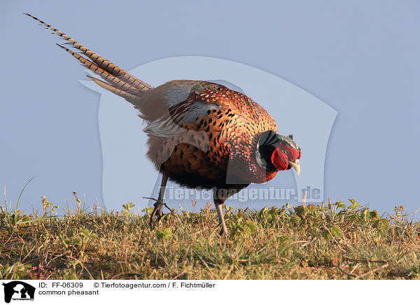 Fasan / common pheasant / FF-06309