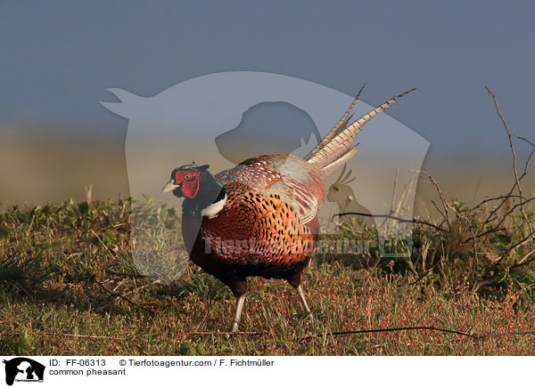 common pheasant / FF-06313