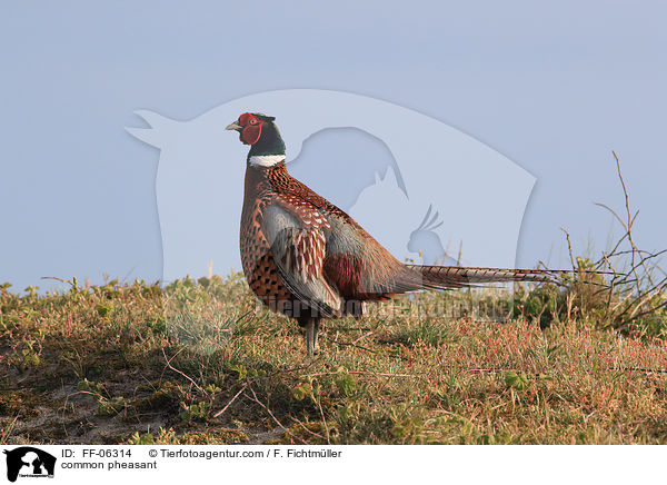 Fasan / common pheasant / FF-06314