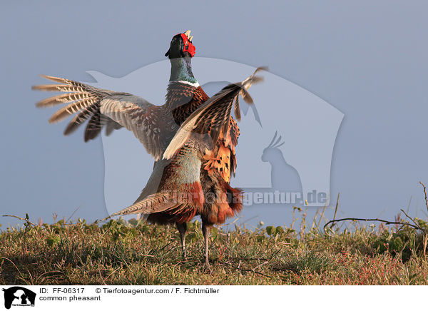 Fasan / common pheasant / FF-06317