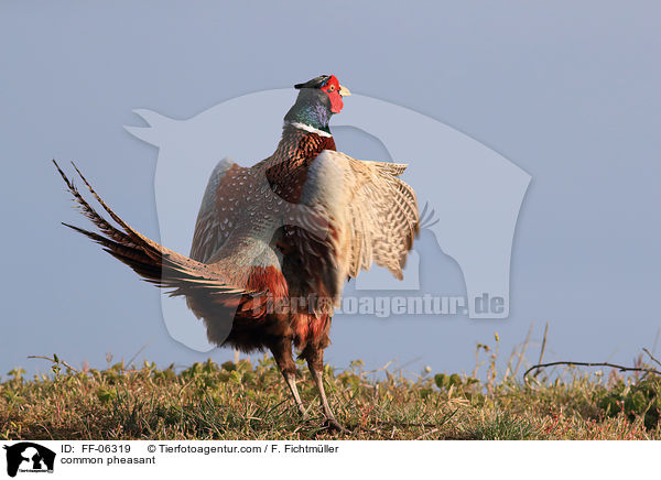 Fasan / common pheasant / FF-06319