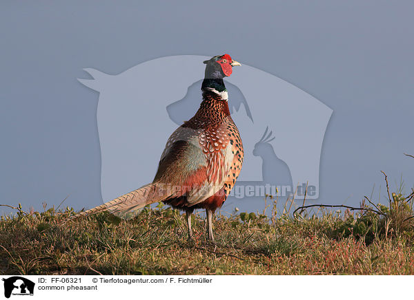 Fasan / common pheasant / FF-06321