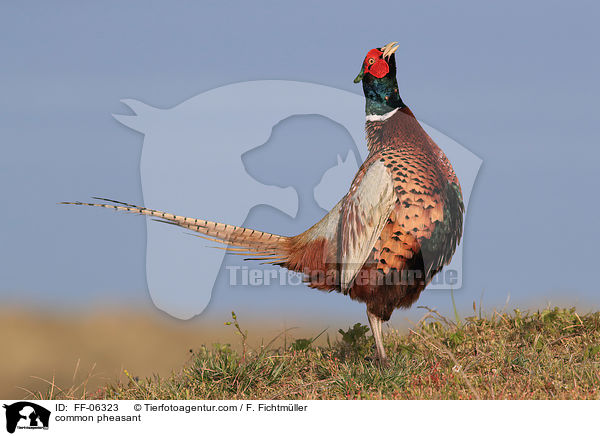 Fasan / common pheasant / FF-06323