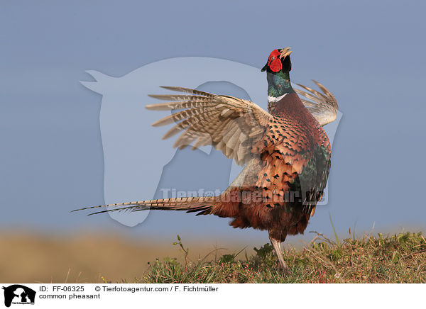 Fasan / common pheasant / FF-06325