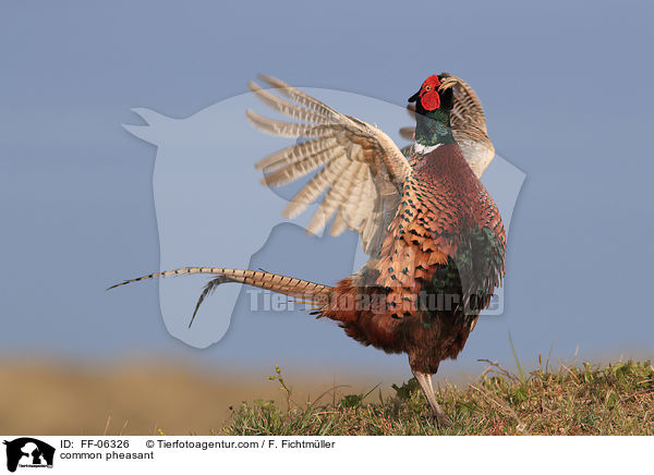 Fasan / common pheasant / FF-06326