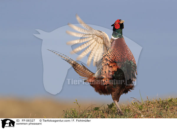 Fasan / common pheasant / FF-06327