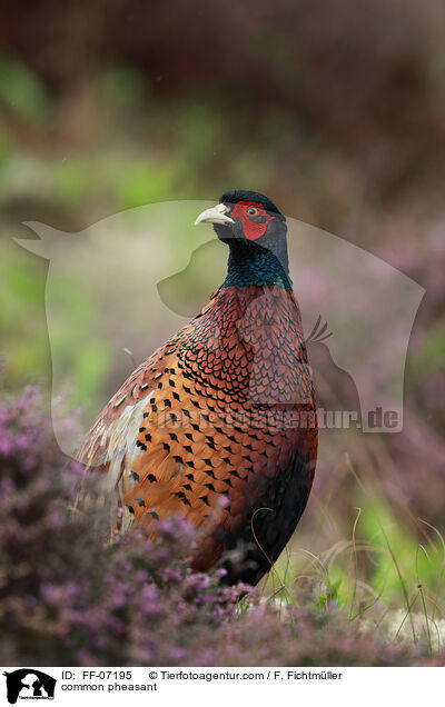 common pheasant / FF-07195