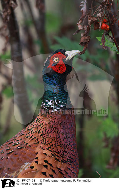 Fasan / common pheasant / FF-07198