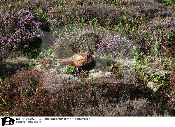 Fasan / common pheasant / FF-07202