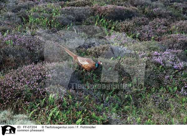 Fasan / common pheasant / FF-07204