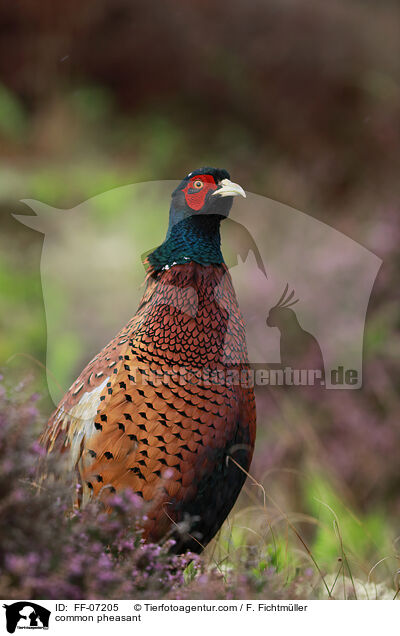Fasan / common pheasant / FF-07205