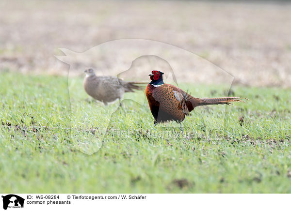 Fasane / common pheasants / WS-08284