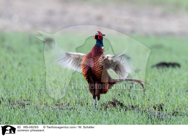 Fasan / common pheasant / WS-08293