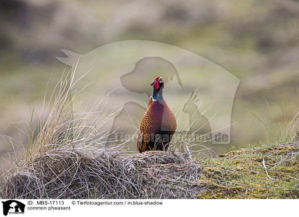 Fasan / common pheasant / MBS-17113