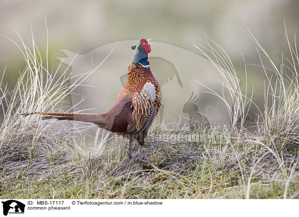 Fasan / common pheasant / MBS-17117