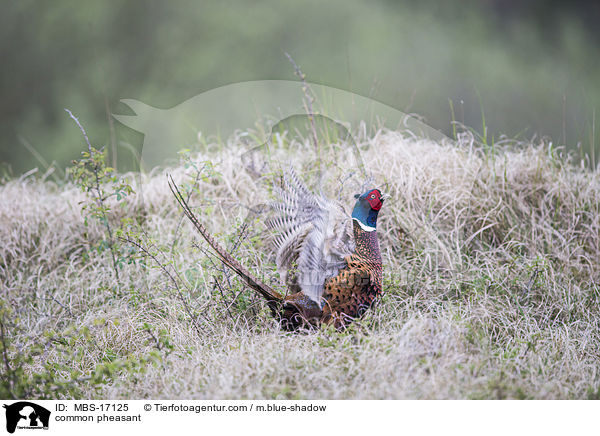 common pheasant / MBS-17125