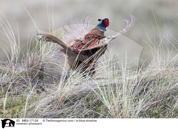 Fasan / common pheasant / MBS-17128