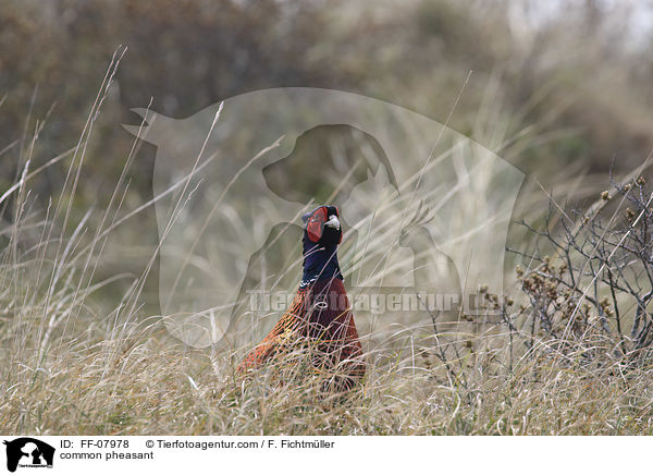 common pheasant / FF-07978