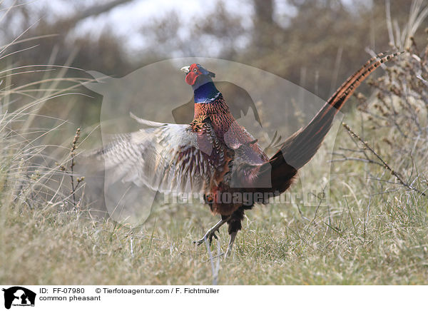 Fasan / common pheasant / FF-07980