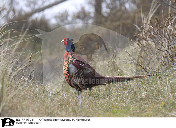 common pheasant / FF-07981