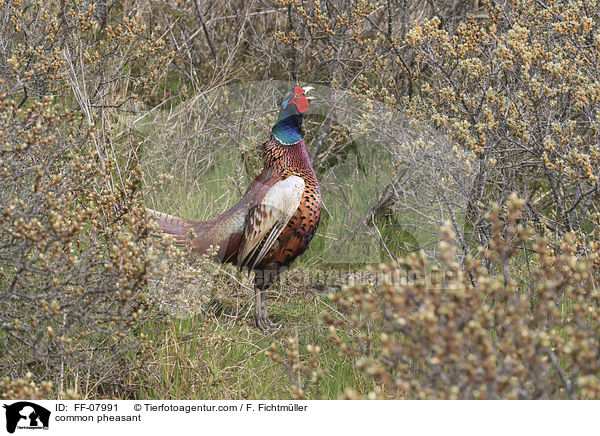 common pheasant / FF-07991