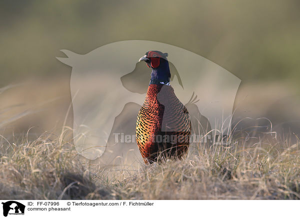 common pheasant / FF-07996