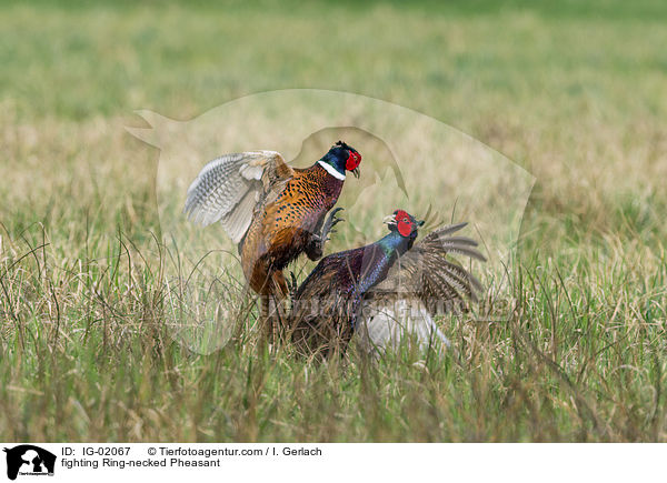 fighting Ring-necked Pheasant / IG-02067